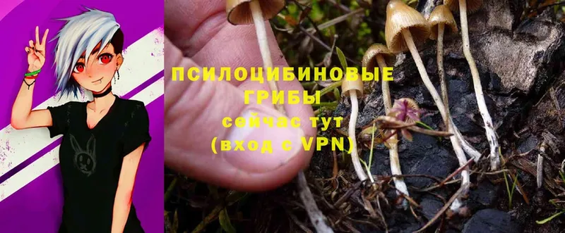 Псилоцибиновые грибы Psilocybe  Ишимбай 